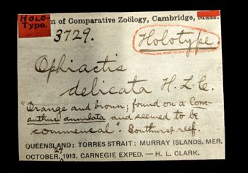 Media type: image; Invertebrate Zoology OPH-3729 Aspect: labels